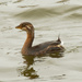 pied billed grebe  by rminer