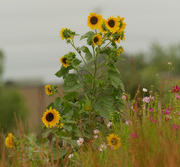 9th Sep 2020 - garden common sunflower