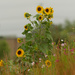 garden common sunflower by rminer
