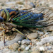 Cicada 2020 by houser934