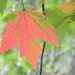 Maple Leaf  by sfeldphotos
