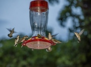 9th Sep 2020 - Feeding Frenzy-it’s a hummer of a party 