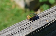 10th Sep 2020 - One Lone Beetle