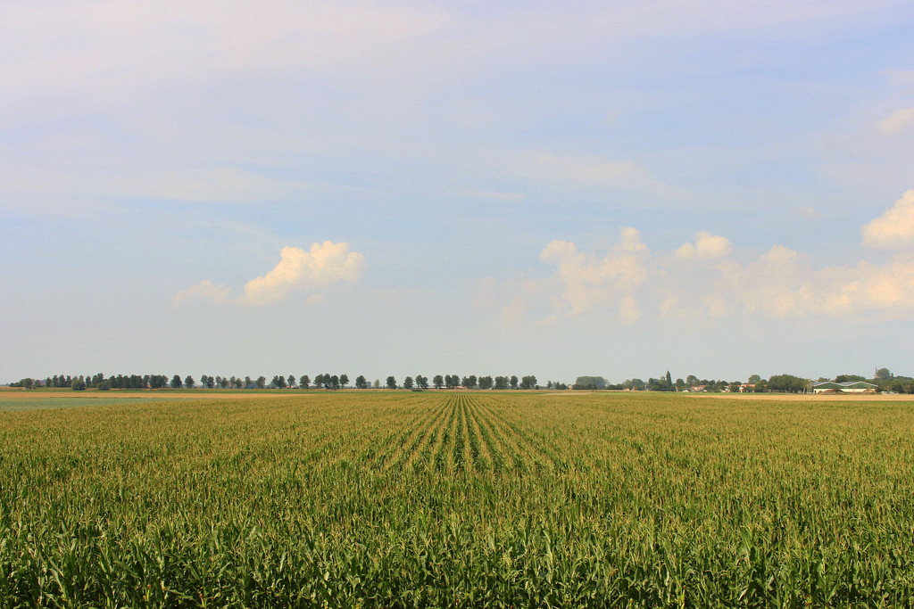 Corn field in the sun by pyrrhula