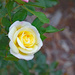 Late summer Rose by larrysphotos
