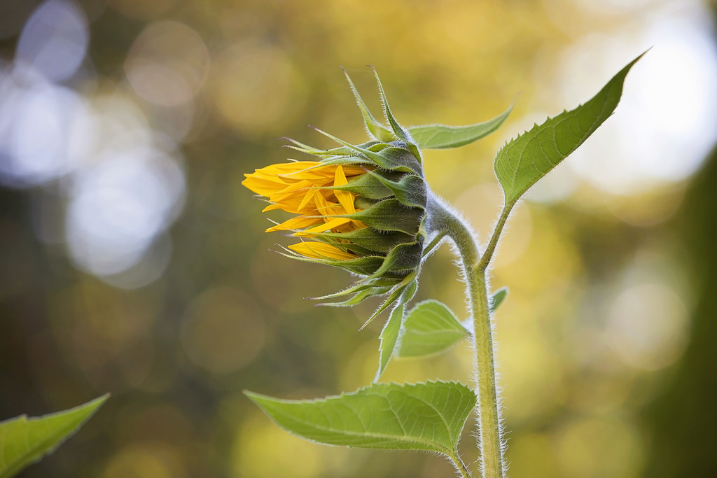 The sunflower by kiwichick