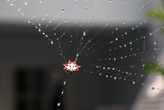 9th Sep 2020 - Webs and water droplets