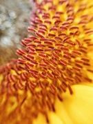11th Sep 2020 - Details  of a sunflower. 