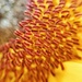 Details  of a sunflower.  by cocobella
