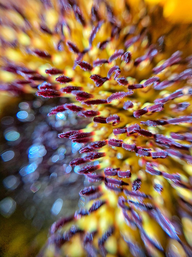 Sunflower macro.  by cocobella