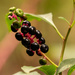 Pokeweed Berries! by rickster549