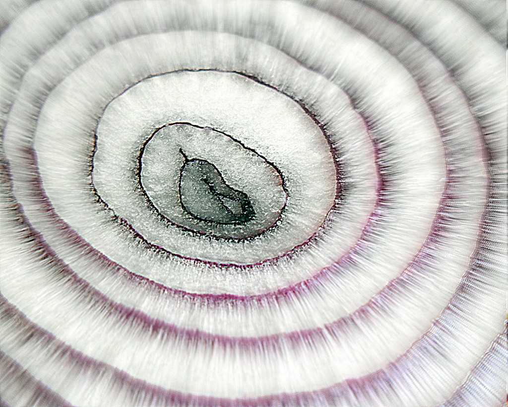Onion Abstract by genealogygenie