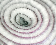 31st Aug 2020 - Onion Abstract