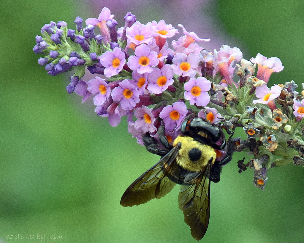 The Bee on the Butterfly Bush by genealogygenie
