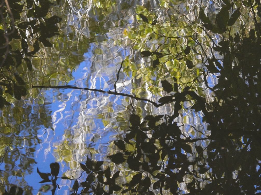 Reflections in the creek by jeneurell