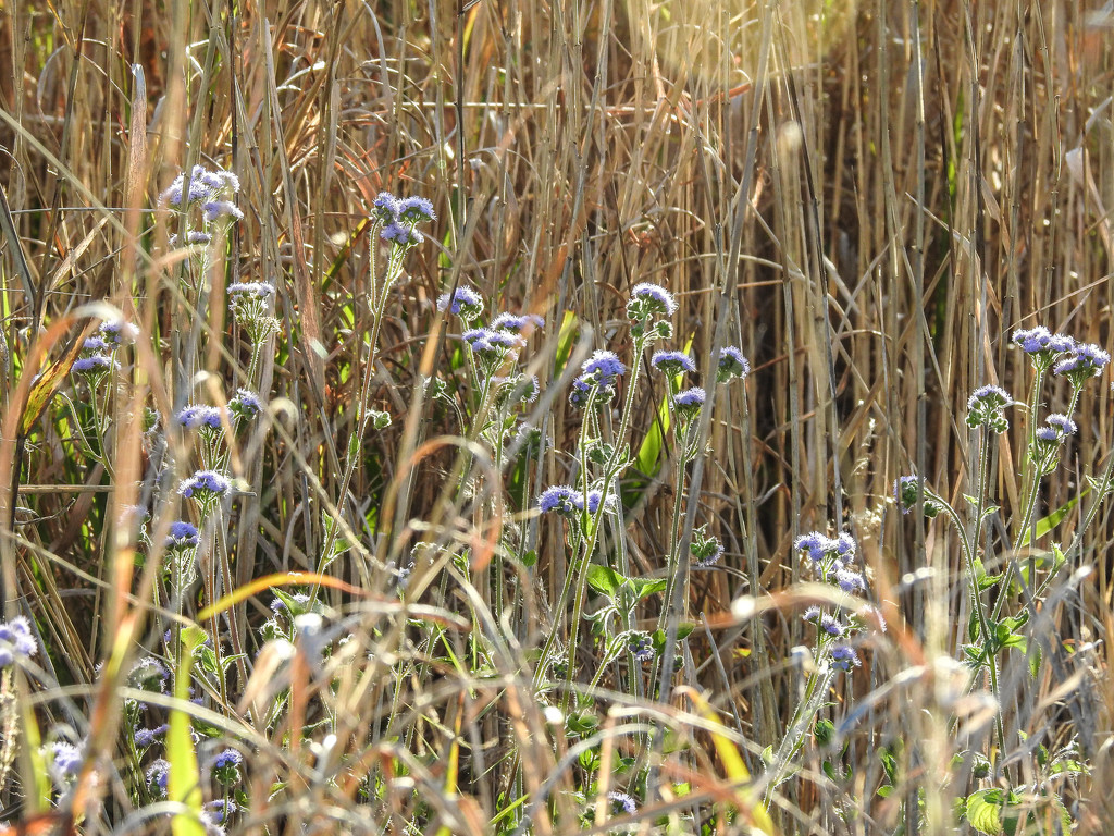 Flowers amongst the reeds. by jeneurell