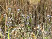 5th Sep 2020 - Flowers amongst the reeds.