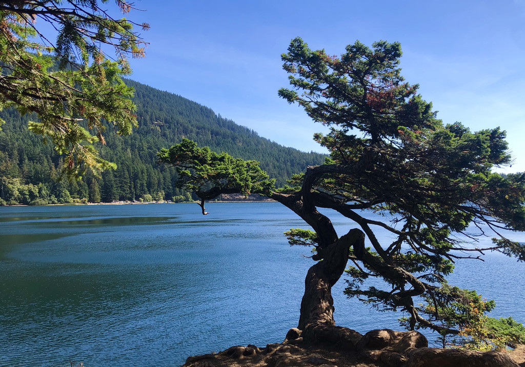 Pine on Cascade Lake by redy4et