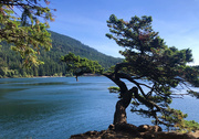 9th Sep 2020 - Pine on Cascade Lake