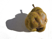 10th Sep 2020 - The shadow of a pear
