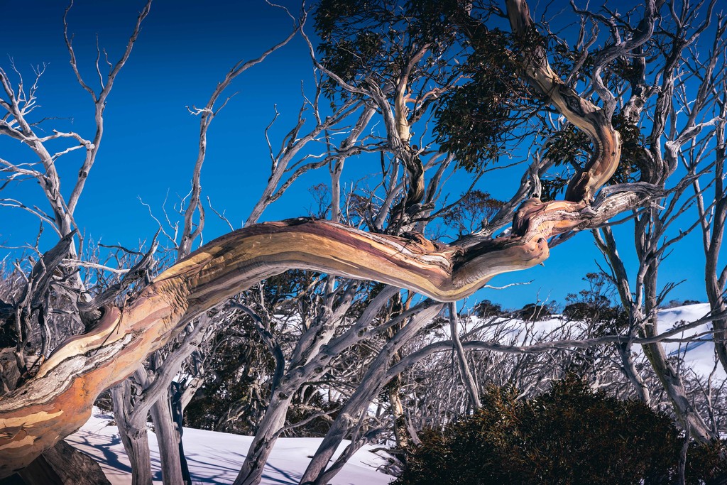 Snow Gum by pusspup