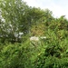 Overgrown by davemockford