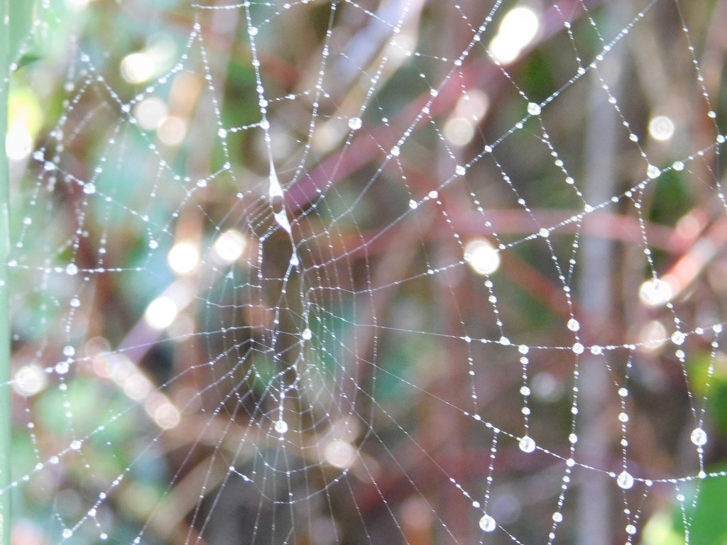 Jewelled web with bokeh by 365anne