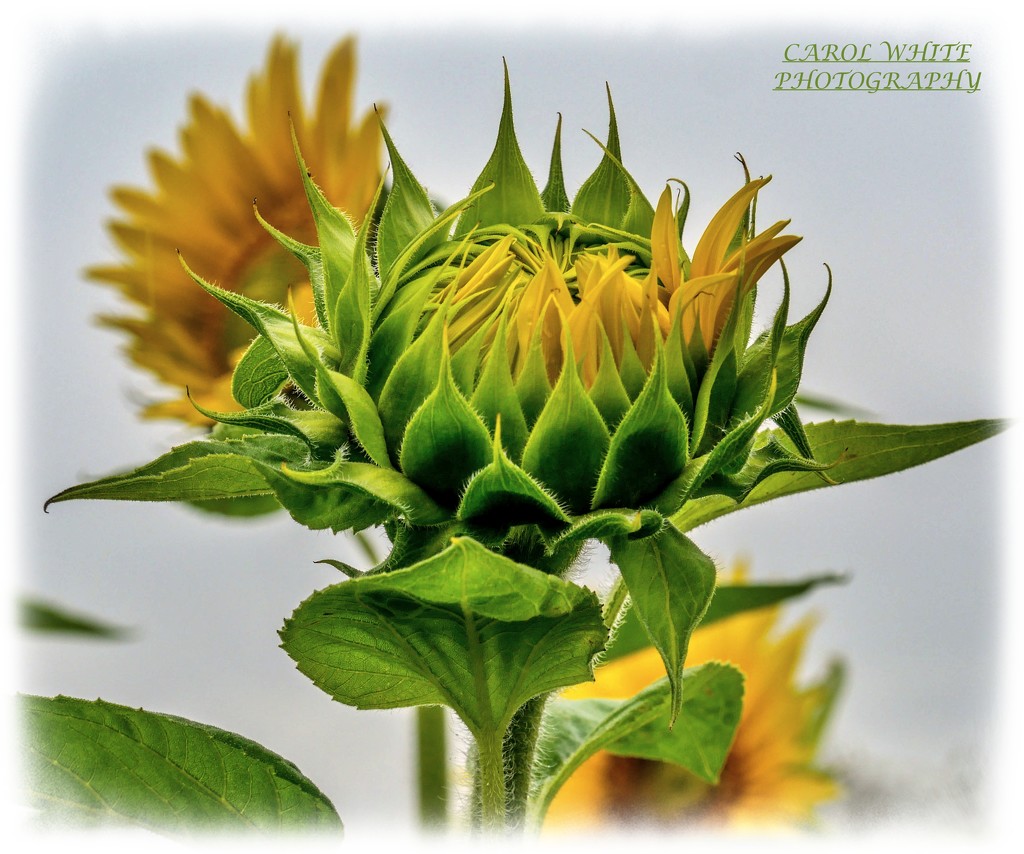 Budding Sunflower by carolmw