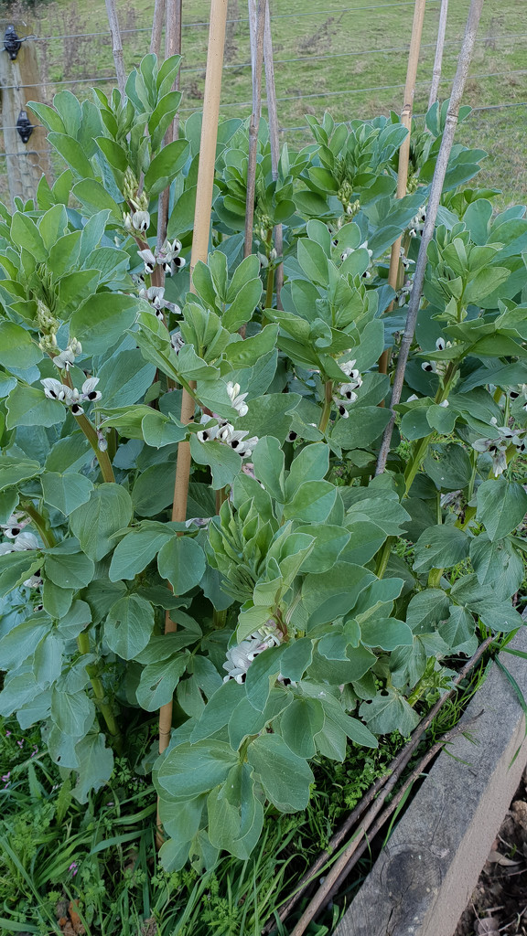 Broad beans flowering  by gosia