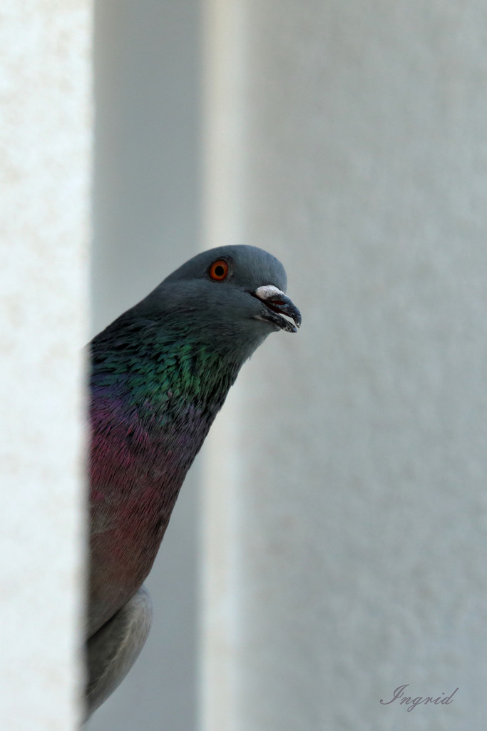 Hello Pigeon  by ingrid01