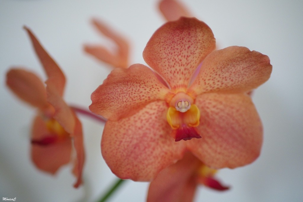 Vanda orchid by monicac