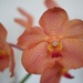Vanda orchid by monicac