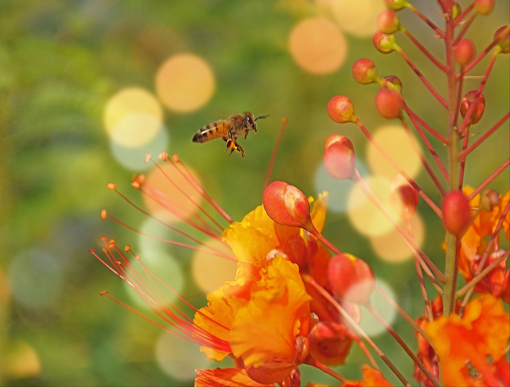 Bee and Bokeh by stownsend