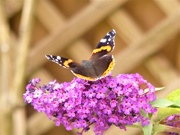 27th Aug 2020 -  Red Admiral on Buddleia