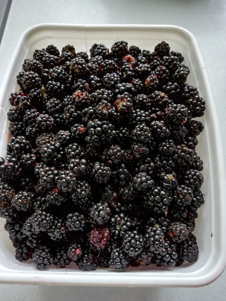 Blackberries by jennymdennis