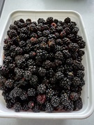 7th Sep 2020 - Blackberries