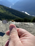 15th Aug 2020 - Fly little ladybug, Fly