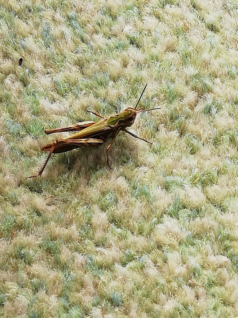 First a wasp then a slug - now a grass hopper!  by jennymdennis
