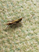 9th Sep 2020 - First a wasp then a slug - now a grass hopper! 