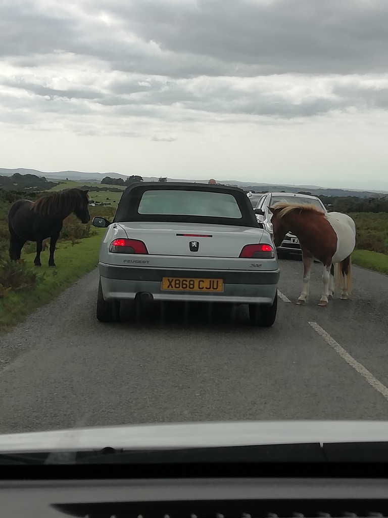 A traffic jam on Dartmoor.  by jennymdennis
