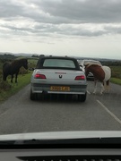 10th Sep 2020 - A traffic jam on Dartmoor. 
