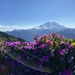 Mountain Top Flowers by clay88