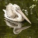 Pelican  by shepherdmanswife