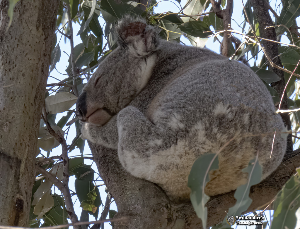 tree bed by koalagardens