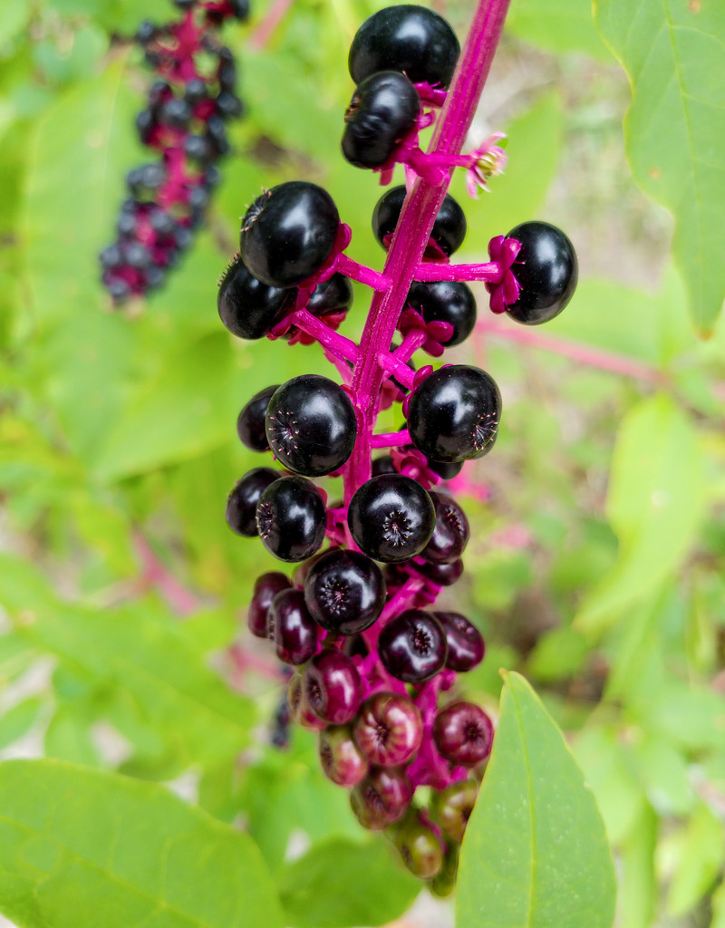 Pokeweed by houser934
