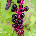 Pokeweed by houser934