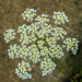 Queen Anne's Lace by jernst1779