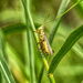 Striped Grasshopper by k9photo