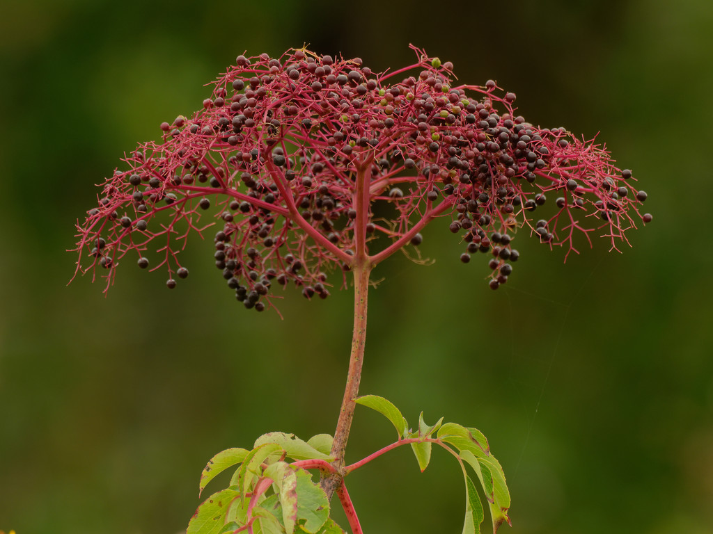 black elderberry by rminer