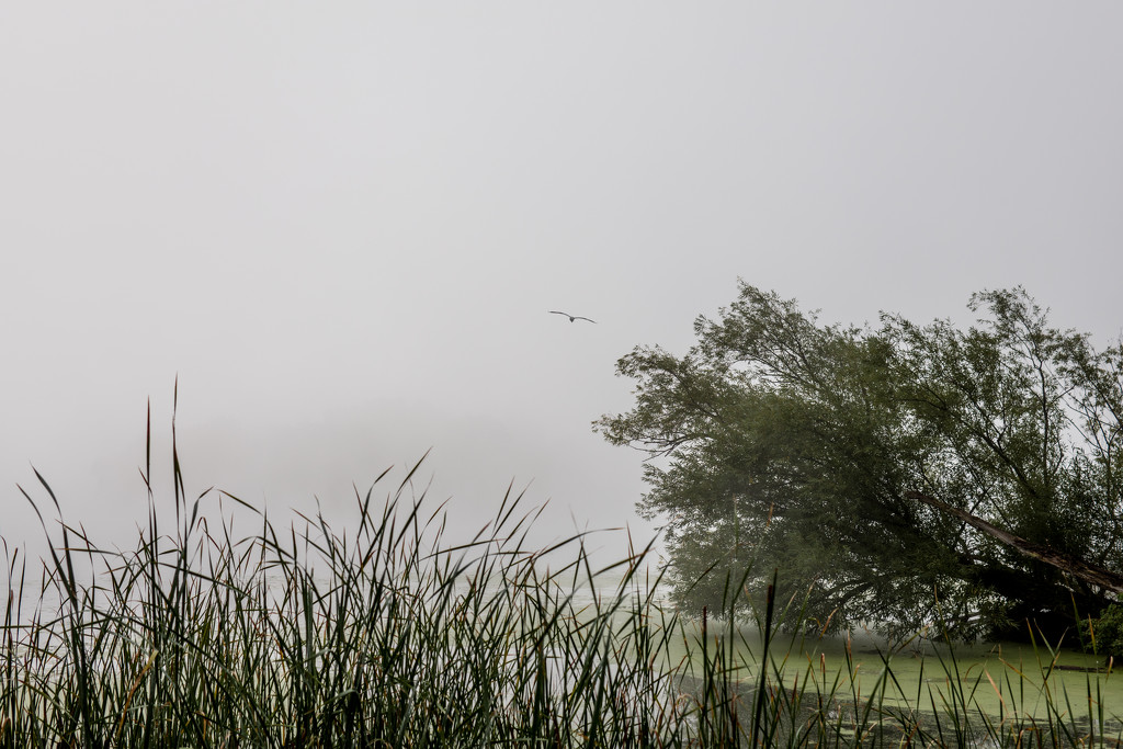 Heron in the Fog by tosee